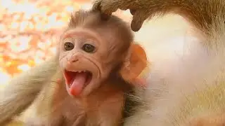 What's happened on baby Baron | Monkey Brianna and Baron monkey