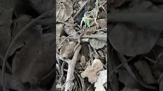 Kukri snake#shorts #shortsvideo #kukrisnake #trendingshorts
