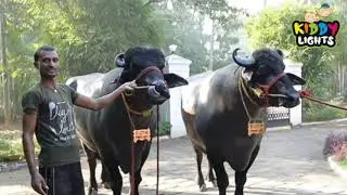 !!!SADDAM & HUSSAIN!!!kings of kerala buffalo bulls