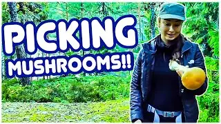 Exploring Nordic Forests: A Mushroom and Berry Picking Extravaganza! 🌲🍇