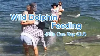 Feeding Dolphins|Tin Can Bay| Australia|Jiji Healy