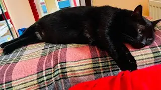 Kit's Everyday Life