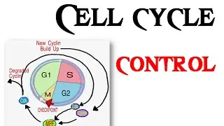 Cell cycle control