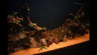 Así NO se monta un acuario grande