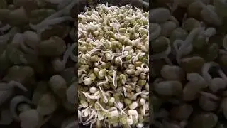 Sprouted Green Gram #sproutedgreengram #greengram #sprouts #greengramrecipe
