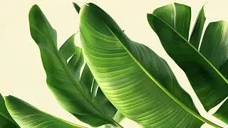 Green plant wallpaper 