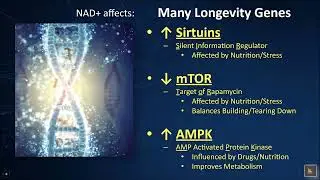 LifeVantage   NAD Activation & Sirtuin Theory of Aging   LFVN