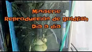 Reproducción de goldfish miniserie #1