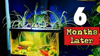 Avoid the hidden dangers in Ripariums with Cat Safe Plants - 6 month progress