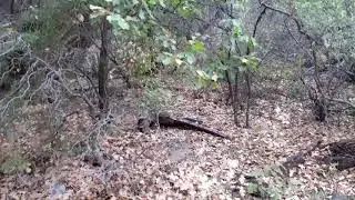 I Encountered A Bear in Big Bend National Park