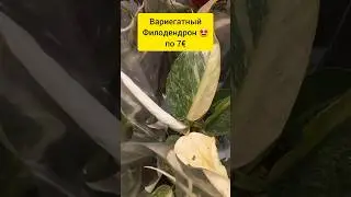 ОЧЕНЬ НИЗКАЯ цена | Вариегатный СОРТОВОЙ ФИЛОДЕНДРОН