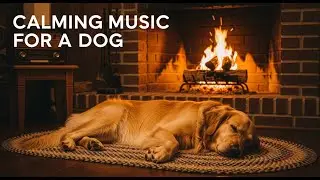 12 hours of Calming Dog Music for Separation Anxiety : Peaceful Sounds for a Relaxed & Happy Pet 🐾🐕