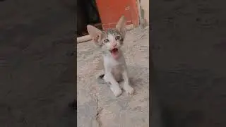 Kitty yawning #cats #kitten #shorts #catshorts