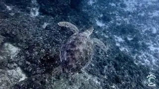scuba diving mauritius 4k august 2024