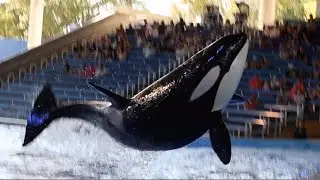 Orca Encounter (Full Show) - SeaWorld San Antonio - October 15, 2023