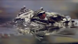 NBC2's Nate Foy shows you how to survive an alligator attack