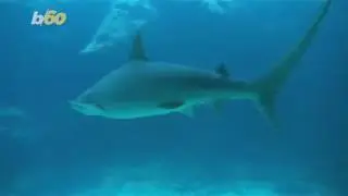 Here's What You Can Expect To See On 'Shark Week' 2018