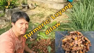 Turmeric/ Luyang dilaw
