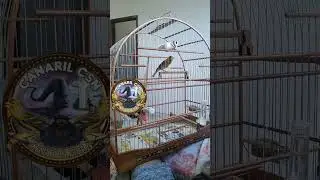 Can&aacute;rio do Reino, Timbrado Espanhol Z-BULL. #rells #pet #bird #fob #timbrado #canaryislands