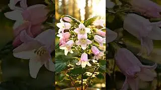 Huckleberry Growth Timelapse  #gardening
