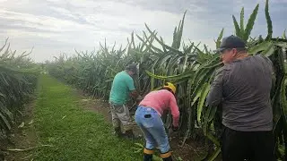 Pre-harvest management 2025/26 pitaya