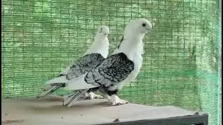 Sentinet kabutar  | mini vlog |singrauli fancy pigeons |