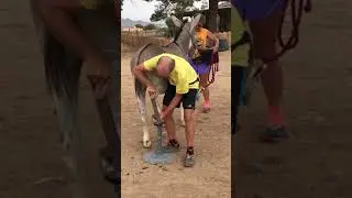 BLM donkey Sam's first hoof trimming. He's a rockstar!