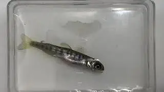 SIC Week 9: Fish observation