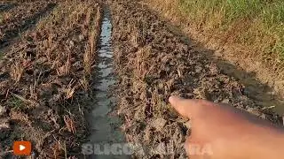 PENANAMAN RUMPUT PAKCHONG.// Agar rumput tumbuh subur.