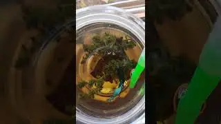 feeding mosquito to my betta fish          #fish  #aquarium #bettafish