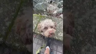 #motivation #dog #motivational #JasperAussieDoodle