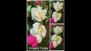 Fringed Tulips
