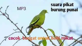SUARA PIKAT BURUNG PUNAI