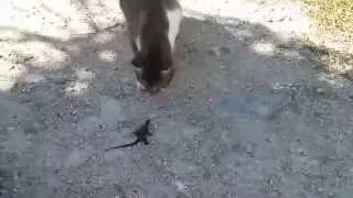 When Lizards Attack