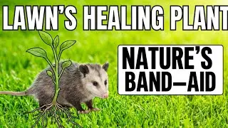 The Secret Plant in Your Lawn: Nature's Band-Aid!