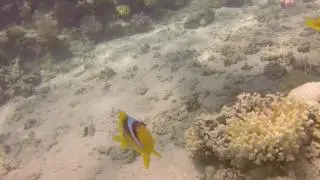 Diving with Anthias Divers, Sharm El Sheikh 06 05 16