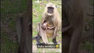 Monkey Video Song | Bandar | monkey #shorts #animals #youtube #youtubeshorts#monkey #bandar #mona