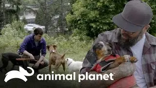 La importancia de los parques para perros | Guaridas con estilo | Animal Planet