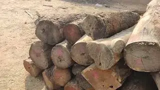 Australian Red Cedar Wood #cedarwood #agriculture #nature #mohagni #pine #fyp  #walnut #ashwood