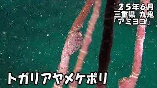 トガリアヤメケボリ（&rsquo;２５年６月　三重県　九鬼　アミヨコ）