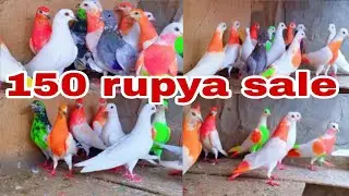 150.rupya par Pic sale Punjaabi kabootar for sale delivery all India 🚛🫰