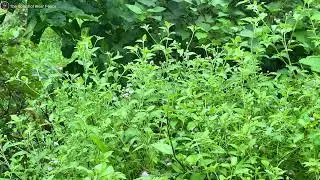 Zen Flute Immersion 2025 | Nature's Rhythms for Deep Presence & Inner Calm