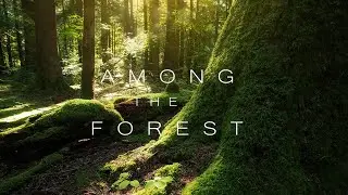 Among The Forest - Forest 4K - Forest Cinematic Video