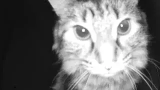I bought a kitty cam and Pi&ntilde;a was a bit confused 😹
