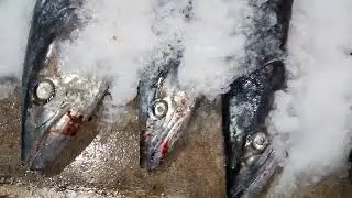 #Kingfish Export Quality Khi Fisheries