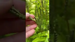 Onoclea sensibilis, Sensitive Fern. Very interesting seeds.  #plants #garden #wildlife #landscape
