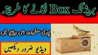 BREEDING TIPS ✍️ || BREED BOX LAGANY KA TARiKA || BREEDING SEASON OPEN 😍