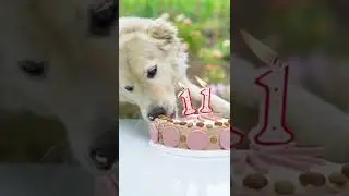 A DOG EATING BIRTHDAY CAKE #shorts