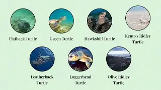Every Sea Turtle Species Explained