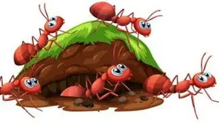 Как прошла зимовка муравьев lasius niger